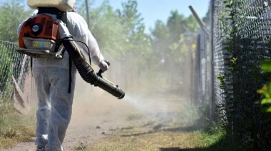 Investigadores argentinos buscan determinar si los mosquitos Aedes aegypti son resistentes a los insecticidas