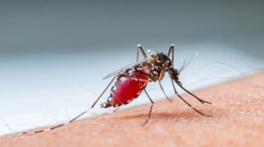 Una investigación argentina reveló que el mosquito vector de los virus del dengue es capaz de respirar bajo el agua