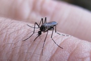 Especialistas del CONICET detectaron extractos de un grupo de plantas que lograron inhibir la multiplicación del dengue