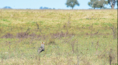 Liberaron dos zorras grises que estaban en el Bioparque de La Plata