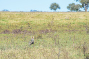 Liberaron dos zorras grises que estaban en el Bioparque de La Plata