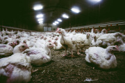 Vecinos de El Peligro y El Pato advierten por los criaderos de gallinas ubicados en la zona