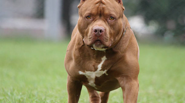 La Justicia imputó a los dueños de los perros que atacaron y mataron a un nene de 2 años en La Plata