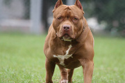 La Justicia imputó a los dueños de los perros que atacaron y mataron a un nene de 2 años en La Plata