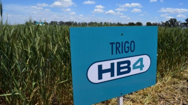 Desde la organización "Plataforma Socioambiental" denunciaron que la aprobación del trigo transgénico "es un avance del agronegocio"