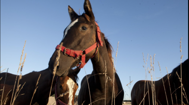 Propietarios de caballos de la región reclaman fumigación y vacunas luego de la muerte de varios ejemplares por encefalomielitis