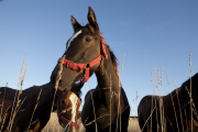 Propietarios de caballos de la región reclaman fumigación y vacunas luego de la muerte de varios ejemplares por encefalomielitis