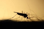 La Municipalidad de La Plata continúa este lunes su plan integral contra los mosquitos