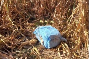 Encontraron casi 200 kilos de cocaína en un campo cercano a Pergamino y sospechan que fue arrojada desde una avioneta