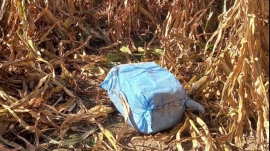 Encontraron casi 200 kilos de cocaína en un campo cercano a Pergamino y sospechan que fue arrojada desde una avioneta