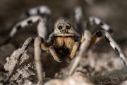 ¿Qué son las arañas "lobo", cuál es su hábitat y cómo se recomienda disuadirlas?
