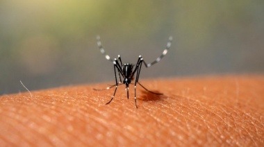 El Municipio de La Plata continúa este jueves el plan integral para combatir el dengue