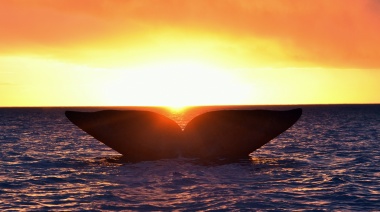 Hoy es el día de la Ballena Franca Austral, un animal con un rol fundamental para los océanos