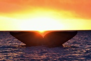 Hoy es el día de la Ballena Franca Austral, un animal con un rol fundamental para los océanos