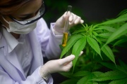 En Río Negro el gobierno también impulsa la producción de cannabis medicinal y quiere abastecer a los organismos públicos
