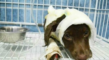 Luego de ser denunciado por una mujer, imputaron por "maltrato animal" a un peluquero de mascotas de La Plata