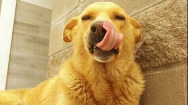 En un fallo histórico condenaron a un año y seis meses de prisión al hombre que arrastró a un perro por la Ruta 11 hasta matarlo