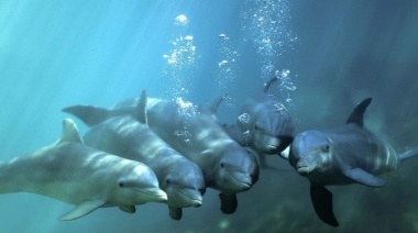 Hoy se conmemora el Día Mundial de los Delfines en Cautiverio para terminar con la privación de libertad de este tipo de animales