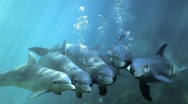 Hoy se conmemora el Día Mundial de los Delfines en Cautiverio para terminar con la privación de libertad de este tipo de animales