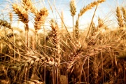Inhabilitaron el uso y liberación del trigo HB4 en territorio bonaerense