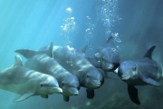 Hoy se conmemora el Día Mundial de los Delfines en Cautiverio para terminar con la privación de libertad de este tipo de animales