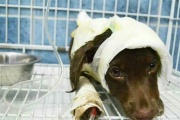 Luego de ser denunciado por una mujer, imputaron por "maltrato animal" a un peluquero de mascotas de La Plata
