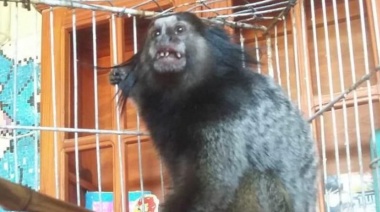 Denunciaron que se robaron dos veces al mono "Dientes" del Bioparque platense y que el agua del hipopotamo "Hipólito" está estancada