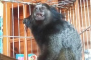 Denunciaron que se robaron dos veces al mono "Dientes" del Bioparque platense y que el agua del hipopotamo "Hipólito" está estancada