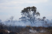 Se registraron nuevos focos de incendio en la Reserva de Punta Lara y refuerzan las tareas para controlarlo