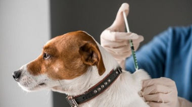 Según el Municipio de La Plata, ya fueron vacunados contra la rabia más de diez mil perros y gatos en lo que va del 2022