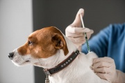 Según el Municipio de La Plata, ya fueron vacunados contra la rabia más de diez mil perros y gatos en lo que va del 2022