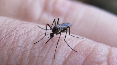 Especialistas del CONICET detectaron extractos de un grupo de plantas que lograron inhibir la multiplicación del dengue