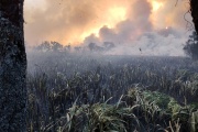 El incendio en la Reserva Natural de Punta Lara está "controlado pero no apagado", informó la Municipalidad de Ensenada