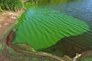 Controlarán la presencia de cianobacterias en los lagos de La Plata