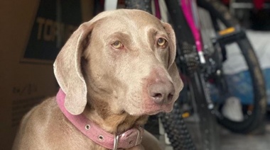 Encontraron mutilada en La Plata a una perra que estaba siendo buscada por su familia