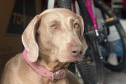 Encontraron mutilada en La Plata a una perra que estaba siendo buscada por su familia