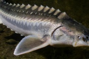 En el Río de La Plata pescaron un esturión, el pez más grande de agua dulce y que vive hasta 150 años: las claves del hallazgo