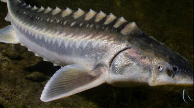 En el Río de La Plata pescaron un esturión, el pez más grande de agua dulce y que vive hasta 150 años: las claves del hallazgo