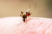 Llega el verano, reaparecen los mosquitos y vuelve la clásica pregunta: ¿hay personas más propensas a ser picadas que otras?