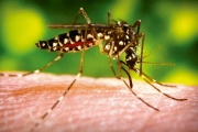 Falleció una persona por dengue en La Plata