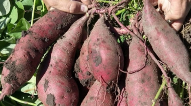 Se viene la 3° Feria de la Batata en La Plata