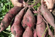 Se viene la 3° Feria de la Batata en La Plata