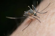 La Municipalidad de La Plata declaró un brote de dengue en la ciudad