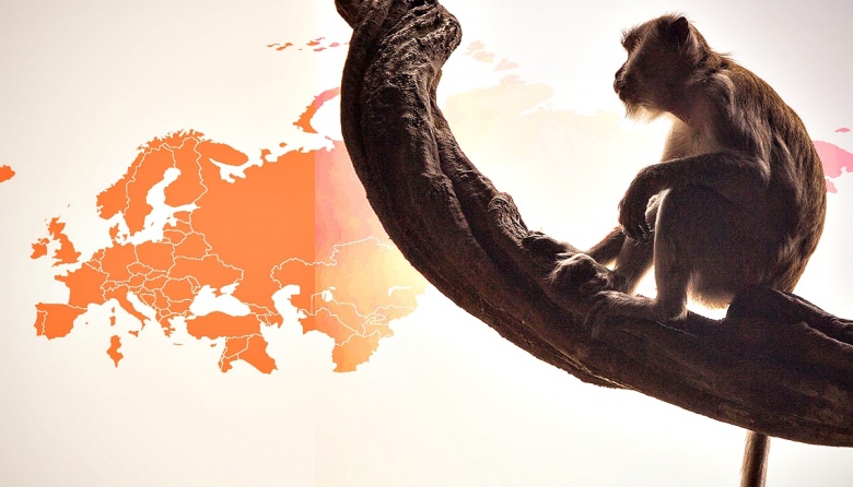 Atacan a simios en Brasil por miedo a la viruela del mono