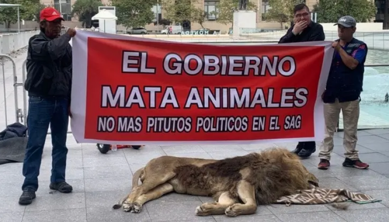 A modo de protesta, arrojaron un león muerto en el palacio presidencial de Chile