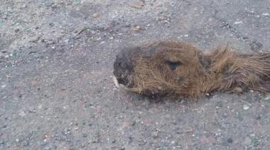 En la Reserva Mundial de Biosfera Pereyra Iraola encontraron un carpincho decapitado a machetazos