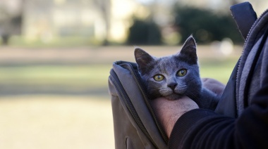 Esta semana habrá atención veterinaria gratuita en San Carlos, El Retiro y Ringuelet