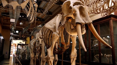 Las más de veinte salas del Museo de Ciencias Naturales de La Plata podrán ser recorridas durante el mes de enero