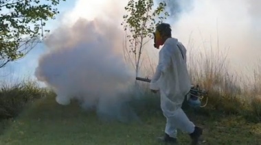 Detectaron tres mutaciones que vuelven al mosquito del dengue resistente a los insecticidas y alertan por las fumigaciones