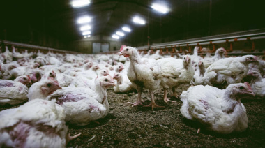 Vecinos de El Peligro y El Pato advierten por los criaderos de gallinas ubicados en la zona